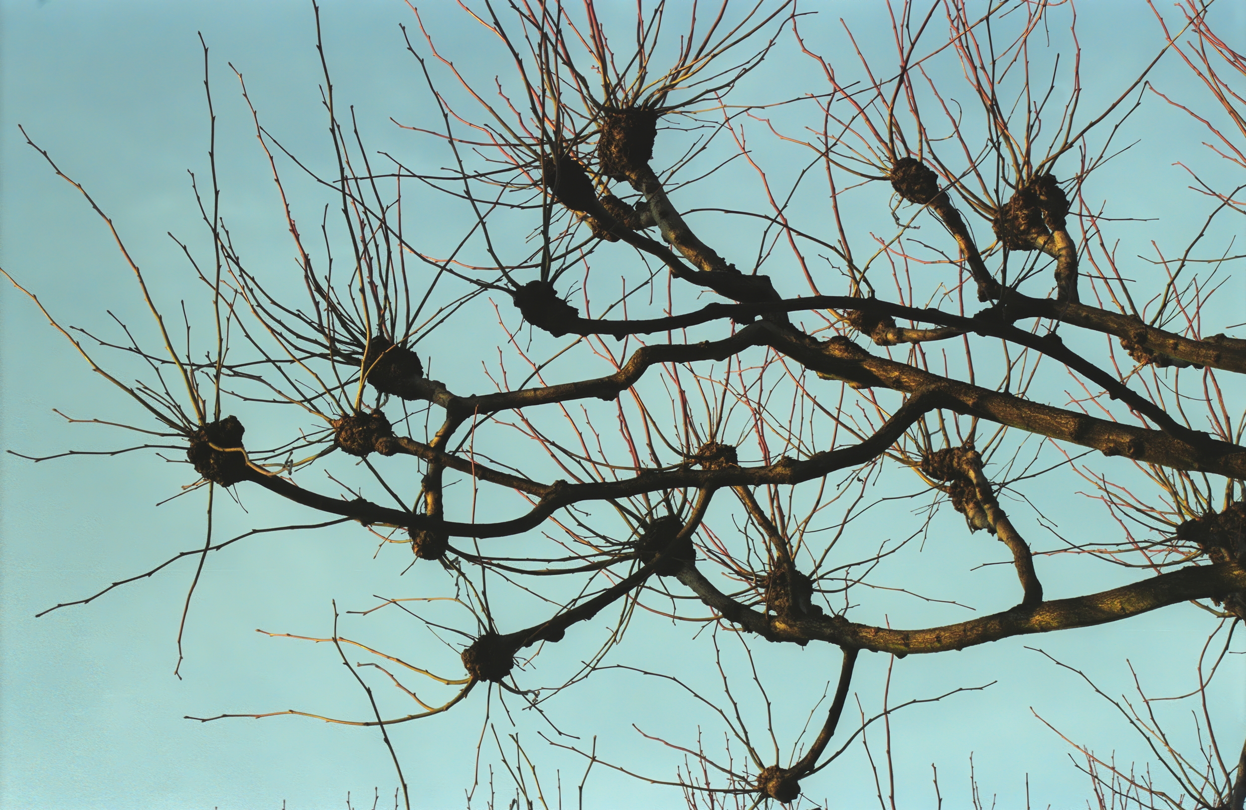 Mind mapping in trees Mind mapping in pollarded trees